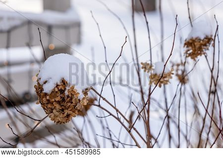 Brown Dead Hydrangeas (hydrangea Paniculata) Flowers In Snow At Blurry Background. Tree Hydrangea Fl