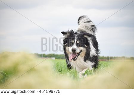 Border Collie Is Running In Yellow Colza. He Is Running For His Breader
