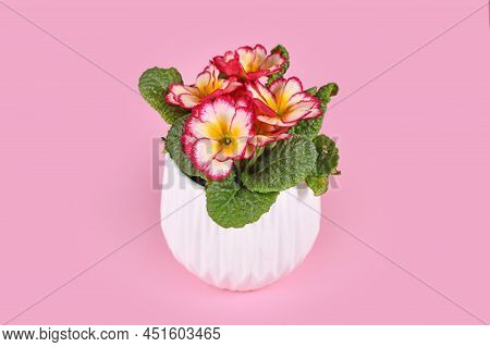 Pink And Yellow Primrose In White Flower Pot On Pink Background