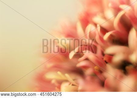 Colorful Macro Photography Of Crassula Pyramidalis Buddha Temple Plant In Bloom