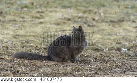 Homeles Cat Is Looking For Shelter. Abandoned Animal, Street Cat. The Cat Is Waiting For New Owners.
