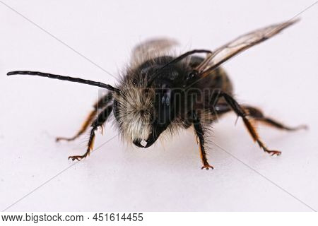 Closeup On A Worn, Almost Hairless Male European Orchard Horned Mason Bee, Osmia Cornuta, Isolated O