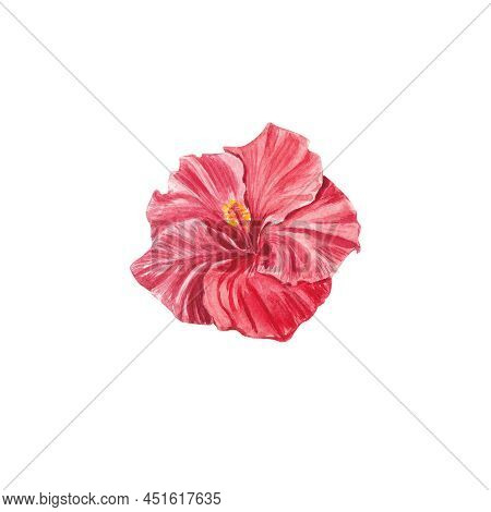 A Red Hibiscus Flower Highlighted On A White Background. Watercolor Tropical Flower Realistic Colorf