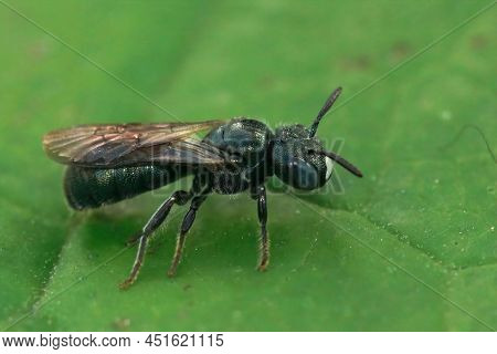 Closeup On A Female Little Blue Carpenter Bee, Ceratina Cyanea On A Green Leaf Inthe Garden