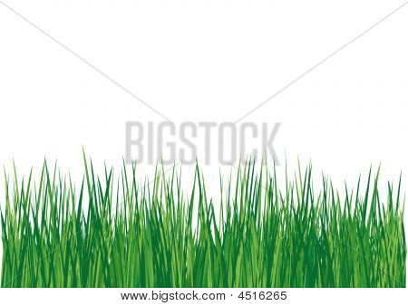frische, grüne Gras auf der Wiese eine Vektor-illustration