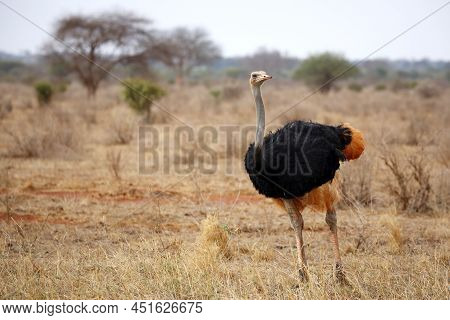 Common Ostrich (struthio Camelus), With White Feathers Colored Red From The Red Soil. Ngutuni, Tsavo