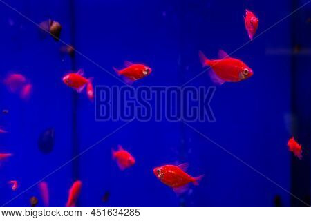 Red Ternetia Glofish On Blue Background In Aquarium
