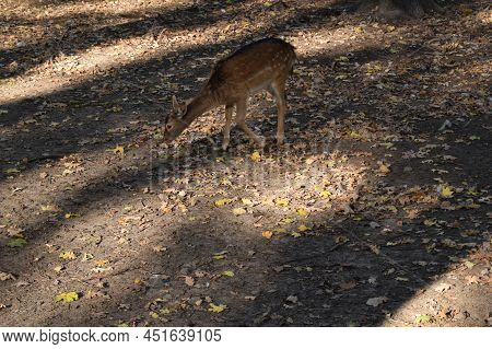 The Chital (axis Axis), Also Known As Spotted Deer, Chital Deer, And Axis Deer In Nature Habitat. Wi