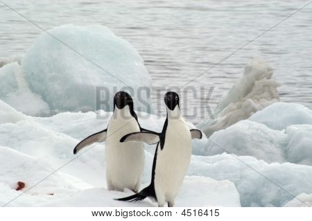 Zwaaien Penguins