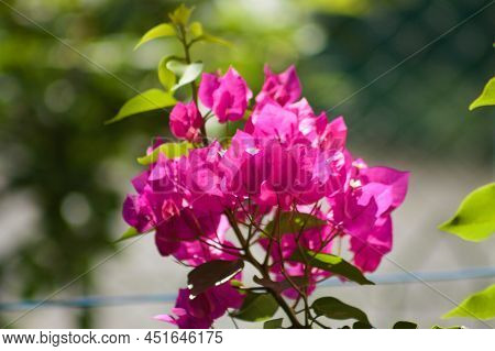 Bougainvillea. Close-up Of Paperflower In Bloom With Selective Focus On Foreground