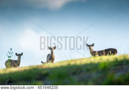 A Herd Of Hog Deer Grazes On The Grassland On The Hill, Clouds, And Blue Sky In The Background. Phuk