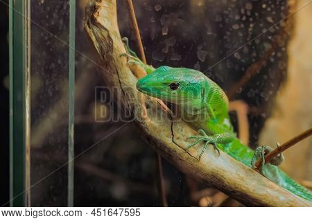 Close Up: Small Green Lizard Slowly Crawling On Wooden Branch In Terrarium. Herpetology, Pet, Zoolog