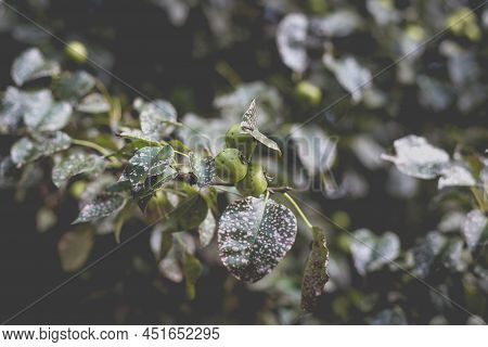Wild Pear With Infected Leaves. Disease On The Leaves Of A Pear. Septoria Pear - Small Gray Spots Wi