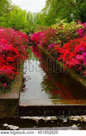 Colourful Red And Pink Rododendron Flowers In Garden, Retro Toned