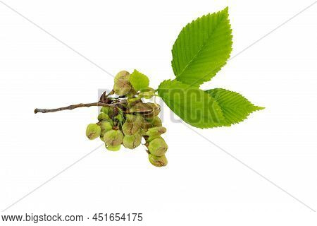 Elm Tree Leaf Isolated On White Background