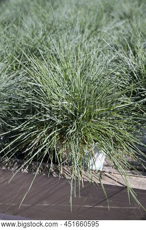 Round Garden Grass Plant Festuca Gautieri For Sale In Garden Shop