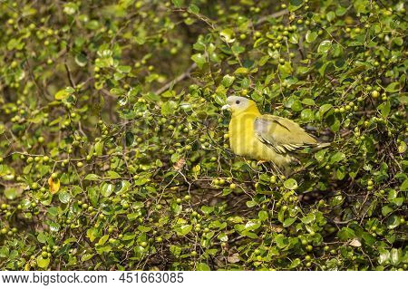Yellow Footed Green Pigeon Or Yellow Legged Green Pigeon Bird On Jujube Or Ber Fruit Tree At Rantham