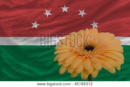 ดอกเยอบีร่าในหน้าธงชาติของของ Maghreb