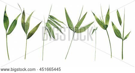 Watercolor Illustration Of A Set Of Bamboo Parts. The Leaves And Twigs Are Green. For The Design Of 