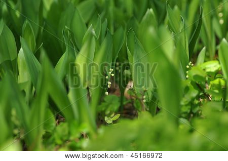 Lily sulla valle