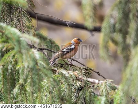 Common Chaffinch Sits On A Fir Branch In Spring On Green Background. Beautiful Songbird Common Chaff