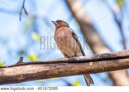 Common Chaffinch, Fringilla Coelebs, Sits On A Branch In Spring On Green Background. Common Chaffinc