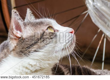 Portrait Of A Pet, Gray And White Cats Lit By The Morning Sun On The Terrace.