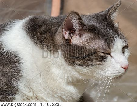 Portrait Of A Pet, Gray And White Cats Lit By The Morning Sun On The Terrace.