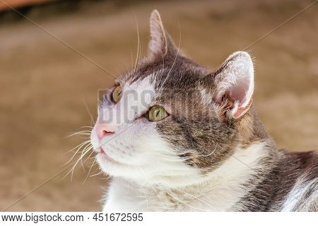 Portrait Of A Pet, Gray And White Cats Lit By The Morning Sun On The Terrace.