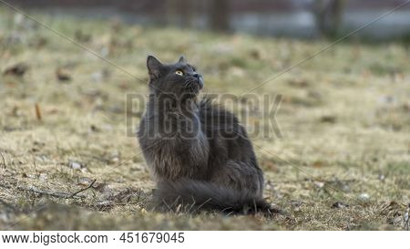Homeles Cat Is Looking For Shelter. Abandoned Animal, Street Cat. The Cat Is Waiting For New Owners.