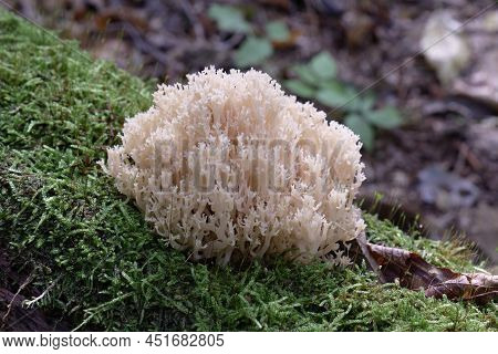 Coral Mushroom(artomyces Pyxidatus) Grows Over Moss Closeup, Bialowieza Forest, Poland, Europe