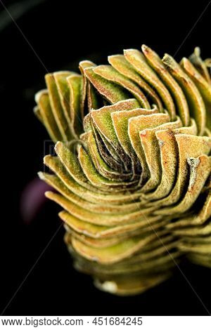 Colorful Macro Photography Of Crassula Pyramidalis Buddha Temple Plant