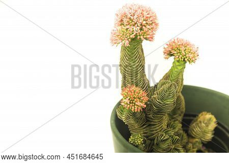 Colorful Macro Photography Of Potted Crassula Pyramidalis Buddha Temple Plant In Bloom On White Back