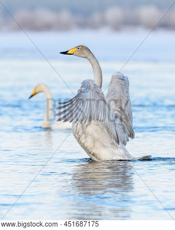 Sibilant Swan On The Water Close-up In Early Spring