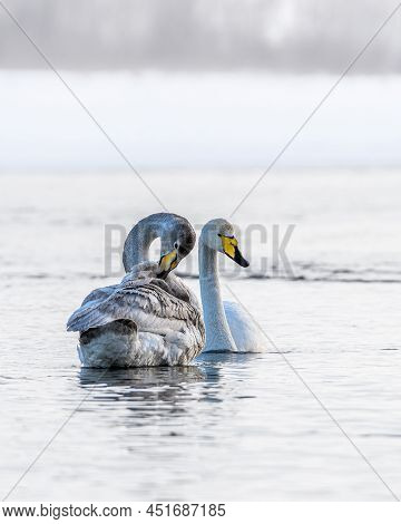 Sibilant Swan On The Water Close-up In Early Spring