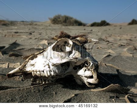 desert