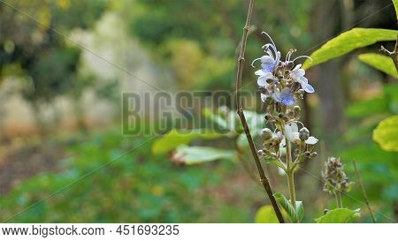 Beautiful Flowers Of Plant Rotheca Serrate Known As Blue Fountain Bush. Plant Located In Madiwala La