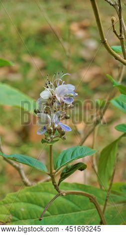 Beautiful Flowers Of Plant Rotheca Serrate Known As Blue Fountain Bush. Plant Located In Madiwala La