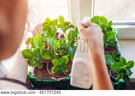 Gardener Spraying Bigleaf Hydrangeas With Water Taking Care Of New Plants. Growing Bushes From Cutti