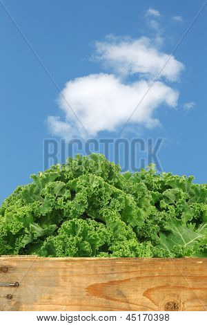 freshly harvested kale cabbage in a wooden crate against a blue sky with clouds