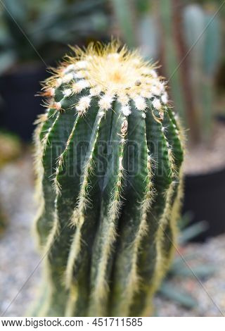 Parodia Magnifica Or Eriocactus Magnificus Cactuses Without Flowers