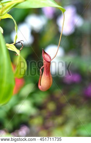 Nepenthes Alata, Carnivorous Plant Feeds On Insects