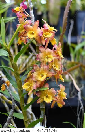 Dendrobium Nobile Commonly Known As The Noble Dendrobium Orchid Flower