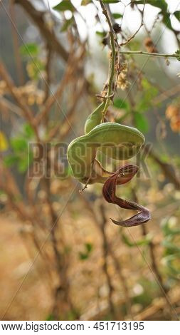 Pithecellobium Dulce Also Known As Manila Tamarind, Camachile, Guayamochil, Madrasthorn, Blackbead E
