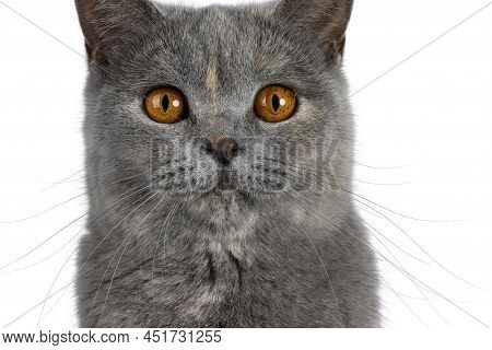 Close Up Head Shot From Adult Tortie British Shorthair Cat. Looking Towards Camera With Mesmerizing 