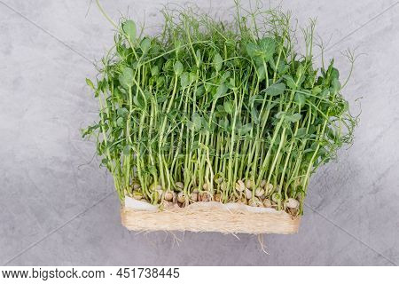 Sprouted Peas Seeds Micro Greens. Growing Sprouts. Young Plants. Sprouted Peas. Germinated Microgree