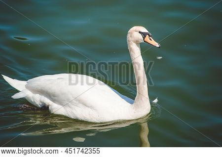 Close Up Portrait Of A White Swan Swimming In The Water