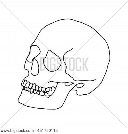 A Human Skull, Drawn By Outline. Vector Stock Illustration.