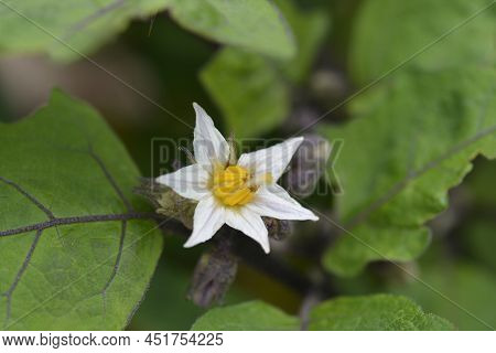 Bitter Tomato White Flower In The Garden