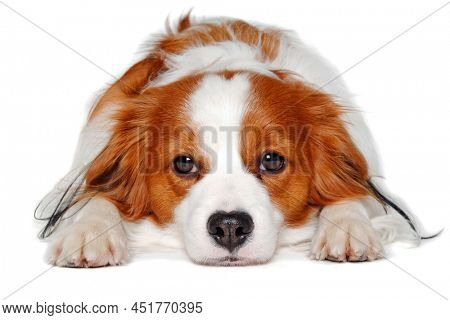 Sad  Kooiker dog resting on a clean white background